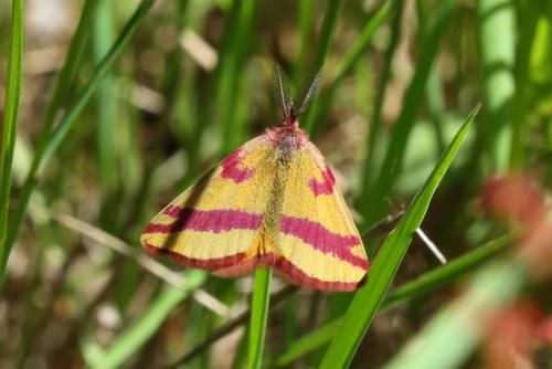 Réf. 283 951 : Lythria cruentaria